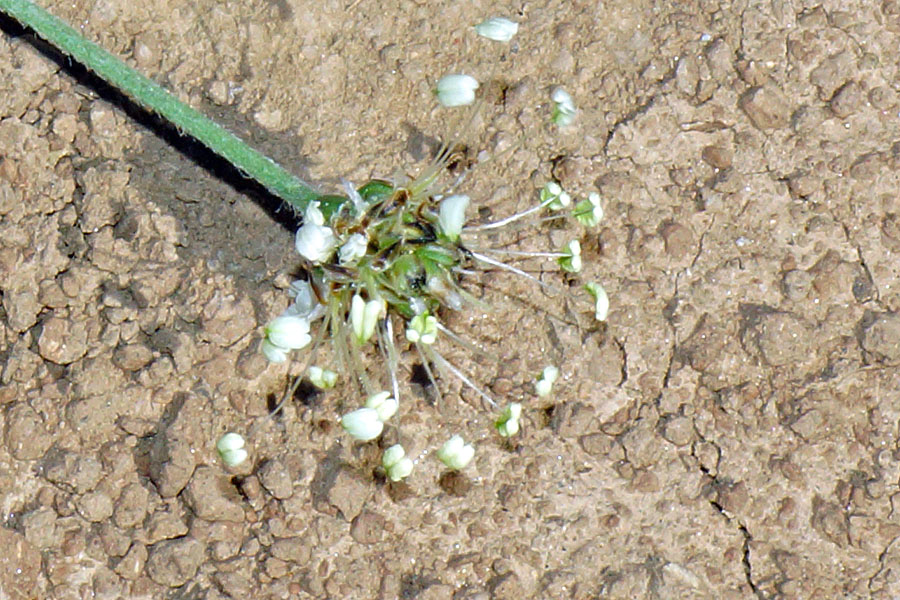 Sardegna centro-orientale (NU): Plantago lanceolata.